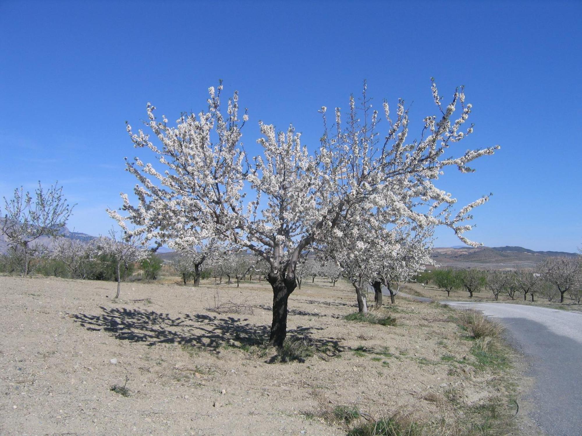 Cortijo La Estrella Appartement Vélez Rubio Buitenkant foto